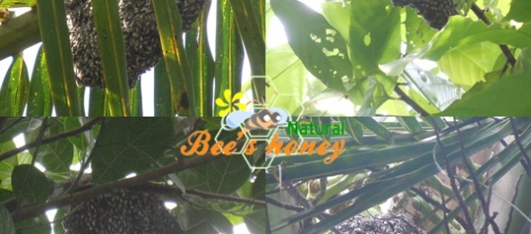 Mật ong ruồi, công dụng của mật ong ruồi, mật ong ruồi nguyên chất, mật ong ruồi cho sức khỏe, mật ong ruồi cho làm đẹp, mua mật ong ruồi nguyên chất ở đâu, mật ong ruồi chữa bệnh, Mat ong,28